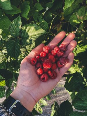 Handful of berries