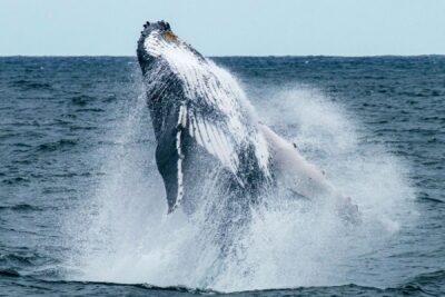 Humpback Whale Breaching